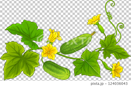 Cucumber Plant  Colored Detailed Illustration 124036043