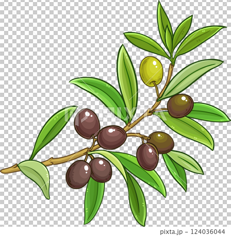 Olive Branch with Berries and Leaves Colored Detailed Illustration. Organic natural nutritional healthy food ingredient, vegetarian diet product. Olive Branch with Berries and Leaves Colored Detailed Illustration. Organic natural nutritional healthy food ingredient, vegetarian diet product. 124036044