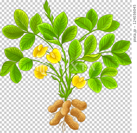 Peanut Plant with Flowers, Nuts and Leaves Colored Detailed Illustration. Organic natural nutritional healthy food ingredient, vegetarian diet product. 124036045