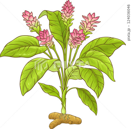 Turmeric Plant with Flowers, Root and Leaves Colored Detailed Illustration. 124036046