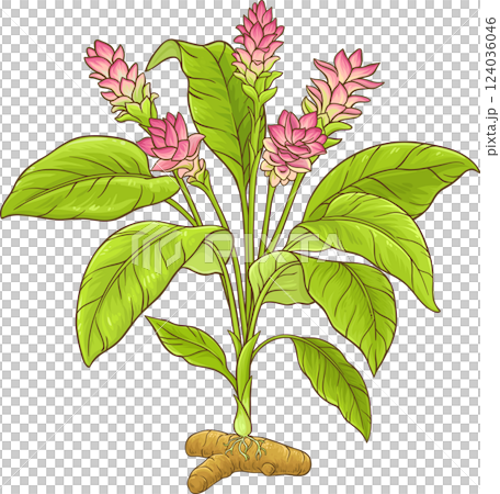 Turmeric Plant with Flowers, Root and Leaves Colored Detailed Illustration. 124036046