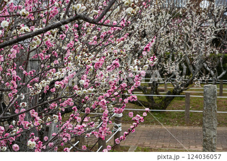 伊勢御園 臥龍梅 伊勢御園 臥龍梅 124036057
