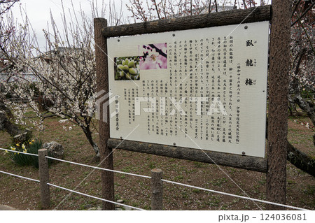 伊勢御園　臥龍梅 124036081