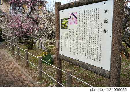 伊勢御園　臥龍梅 124036085