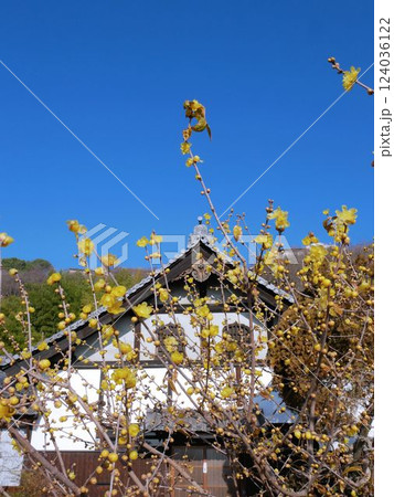 持光寺の蝋梅と青空 (広島県尾道市) 持光寺の蝋梅と青空 (広島県尾道市) 124036122