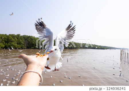 Feeding crackling to seagulls on hand Feeding crackling to seagulls on hand 124036241