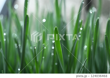 早春のスイセン(水仙)【背景素材】 早春のスイセン(水仙)【背景素材】 124036468