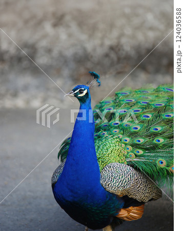 Indian peacock on blurred background 124036588