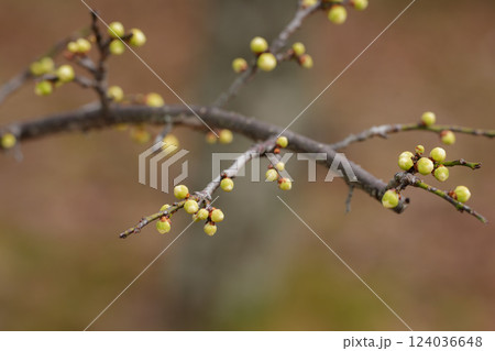 伊勢小俣　離宮院公園梅園 124036648