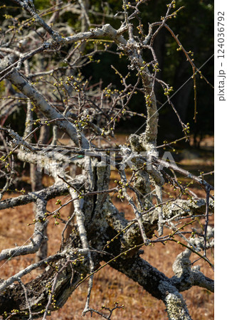 伊勢小俣　離宮院公園梅園 124036792