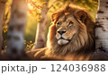 lion is in spring birch trees, white birch trees around the lion, leo relax, big cat resting in park at spring, portrait of king of animals 124036988