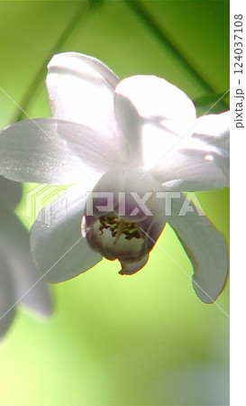 白い花　花(8月)レンゲショウマ17V9.16 124037108