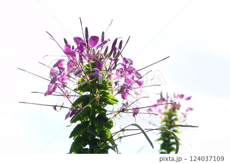 青い空(白バック)に浮かぶ紫の花　花(9月)クレオメ20 124037109