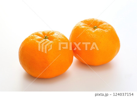 ポンカン ポンカン 124037154