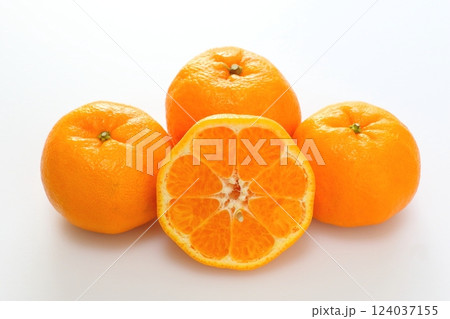 ポンカン ポンカン 124037155