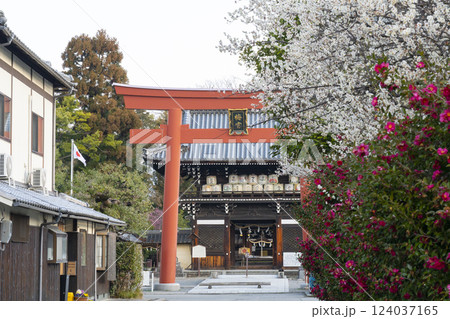 京都　梅宮大社　満開の梅と楼門（随身門） 124037165
