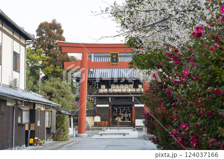 京都 梅宮大社 満開の梅と楼門(随身門) 京都 梅宮大社 満開の梅と楼門(随身門) 124037166