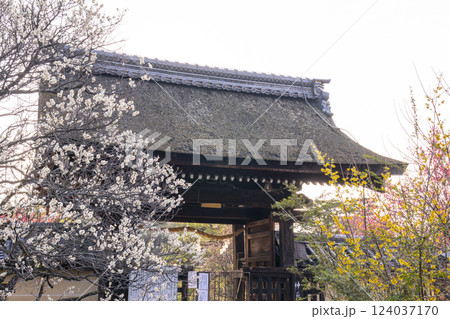 京都　梅宮大社　満開の梅と神苑出入口 124037170