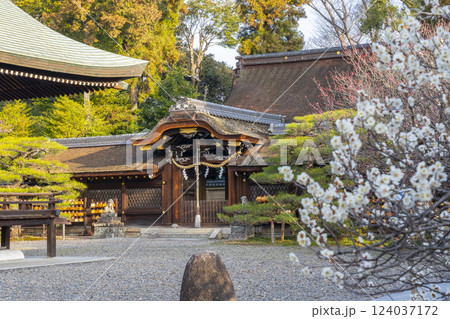 京都 梅宮大社 満開の梅と拝殿・本殿 京都 梅宮大社 満開の梅と拝殿・本殿 124037172