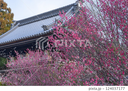 京都　梅宮大社　満開の紅梅と楼門（随身門） 124037177