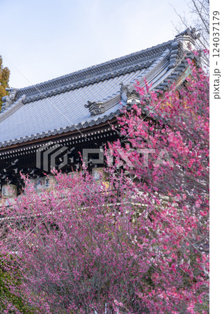 京都　梅宮大社　満開の紅梅と楼門（随身門） 124037179
