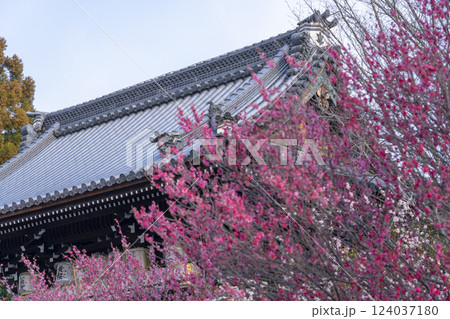 京都 梅宮大社 満開の紅梅と楼門(随身門) 京都 梅宮大社 満開の紅梅と楼門(随身門) 124037180