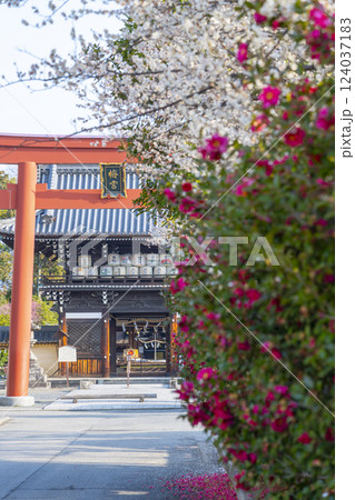 京都 梅宮大社 満開の梅と楼門(随身門) 京都 梅宮大社 満開の梅と楼門(随身門) 124037183