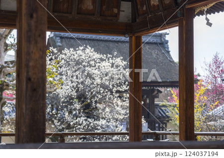 京都　梅宮大社　神楽殿から見える神苑入口 124037194