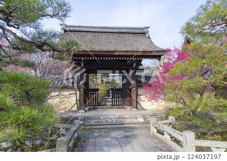 京都　梅宮大社　満開の梅の花が美しい神苑 124037197