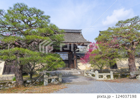 京都 梅宮大社 満開の梅の花が美しい神苑 京都 梅宮大社 満開の梅の花が美しい神苑 124037198