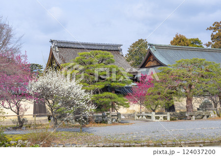 京都　梅宮大社　満開の梅の花が美しい神苑 124037200