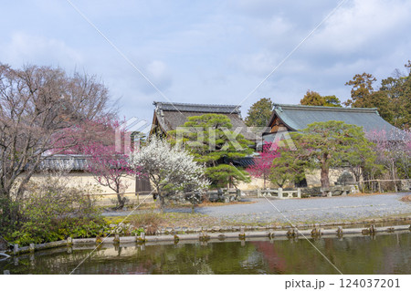 京都　梅宮大社　満開の梅の花が美しい神苑 124037201