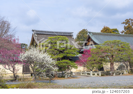 京都　梅宮大社　満開の梅の花が美しい神苑 124037203
