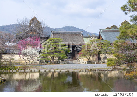 京都　梅宮大社　満開の梅の花が美しい神苑 124037204