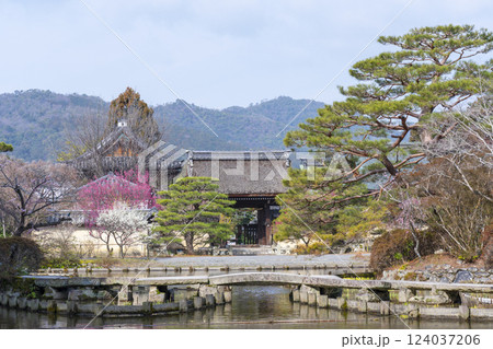 京都　梅宮大社　満開の梅の花が美しい神苑 124037206