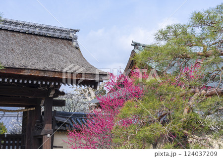 京都　梅宮大社　満開の梅の花が美しい神苑 124037209