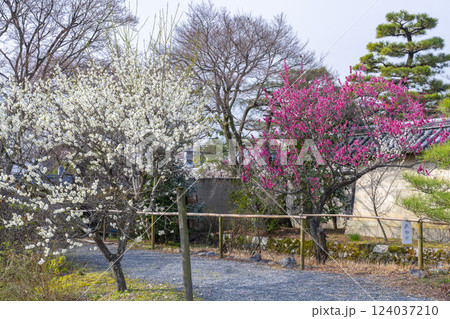 京都 梅宮大社 満開の梅の花が美しい神苑 京都 梅宮大社 満開の梅の花が美しい神苑 124037210