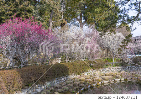 京都 梅宮大社 満開の梅の花が美しい神苑 京都 梅宮大社 満開の梅の花が美しい神苑 124037211