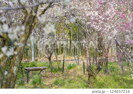 京都 梅宮大社 満開の梅の花が美しい神苑 京都 梅宮大社 満開の梅の花が美しい神苑 124037218