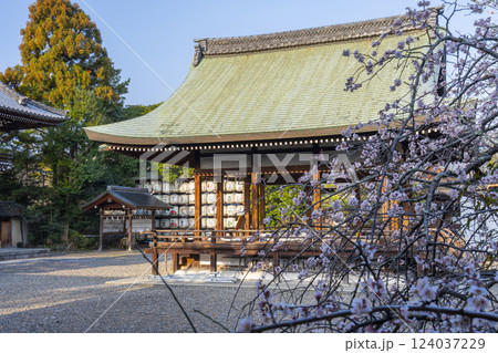 京都 梅宮大社 満開の梅と神楽殿(舞殿) 京都 梅宮大社 満開の梅と神楽殿(舞殿) 124037229