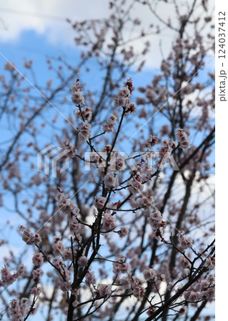 早春の公園に咲く薄桃色の梅の花 124037412