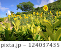 ひまわり 124037435