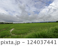 夏の田んぼと大空 124037441