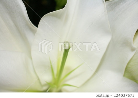 花 花 124037673