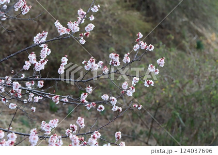 早春の公園に咲く薄桃色の梅の花 124037696