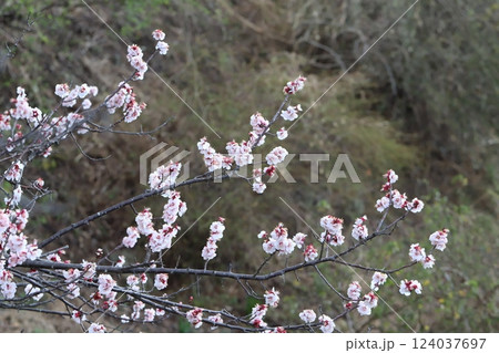 早春の公園に咲く薄桃色の梅の花 124037697