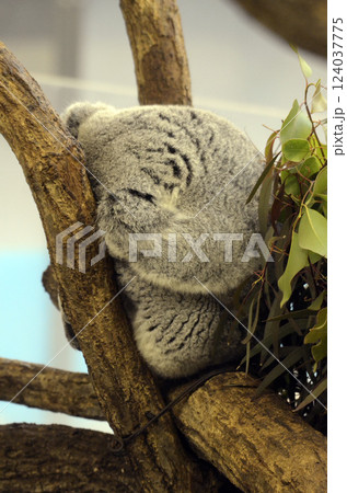 コアラ コアラ 124037775
