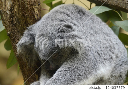 コアラ コアラ 124037779