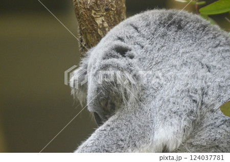 コアラ 124037781