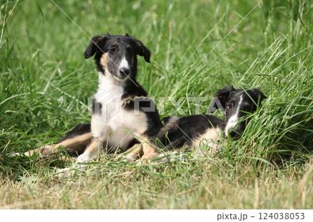 Puppies of Russian Hunting Sighthound 124038053